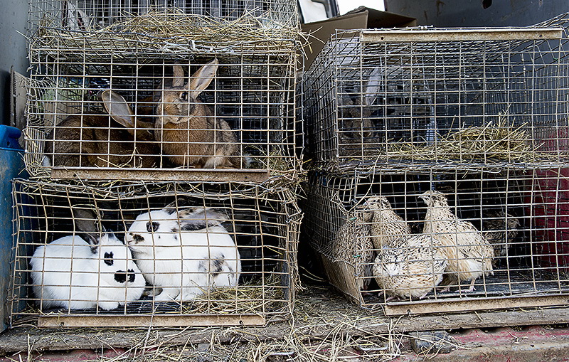 Provence 2014 +20140531_0471 Kopie.jpg - Auf dem Markt werden auch Tiere angeboten